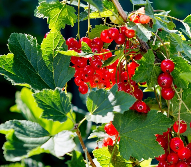 Groseille rouge pousse sur un buisson dans le jardin Baies de groseille rouge mûres et juteuses sur le gros plan de la branche