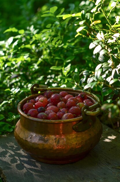 Des groseilles dans un seau de cuivre dans le jardin sur un fond de verdure