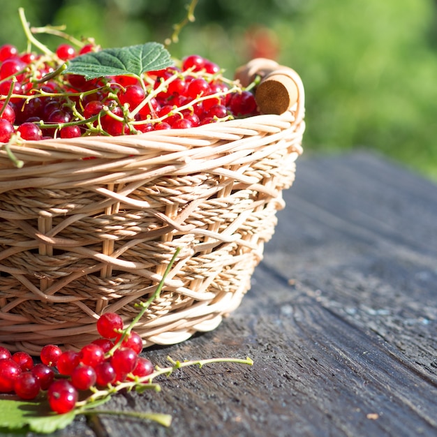 Groseilles Mûres Rouges Dans Un Panier En Bois