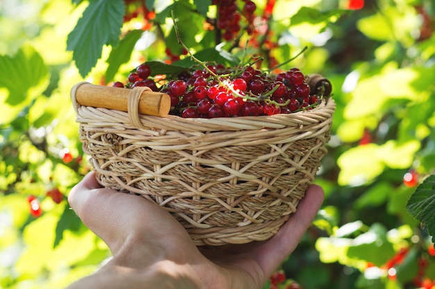 Groseilles mûres rouges dans un panier en bois