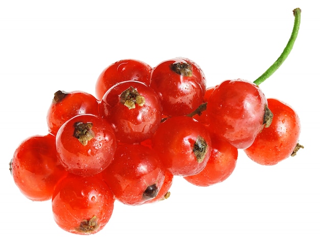 Groseilles rouges crues avec des gouttes d'eau sur une brindille isoler sur fond blanc