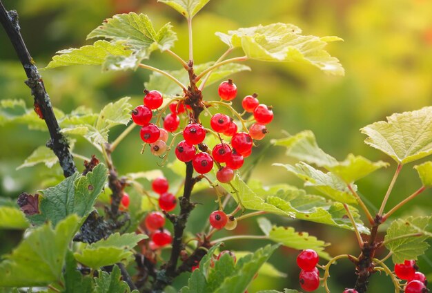 Groseilles rouges dans le jardin