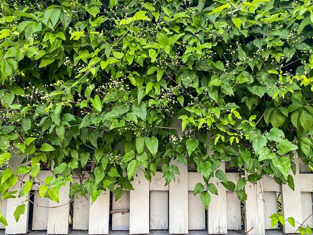 groseilles rouges sur un gros plan de branche