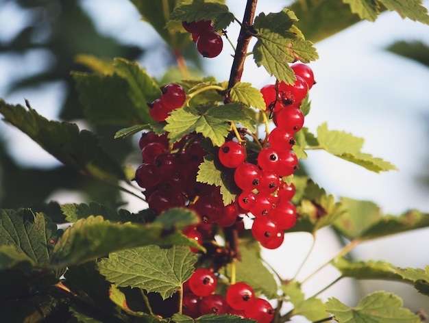 Groseilles rouges mûres dans le jardin d'été