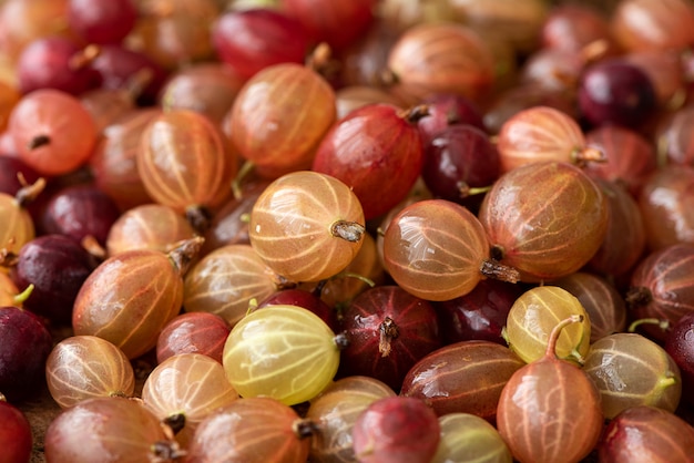 Groseilles rouges mûres