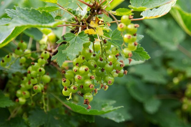 Groseilles vertes sur la branche de brousse se bouchent