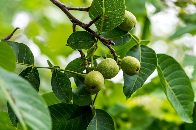 Groseilles vertes avec des feuilles en arrière-plan vert vue rapprochée des fruits avec des feuilles