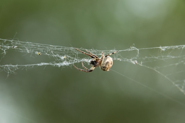 Une grosse araignée tisse une toile