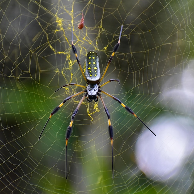 Photo une grosse araignée.