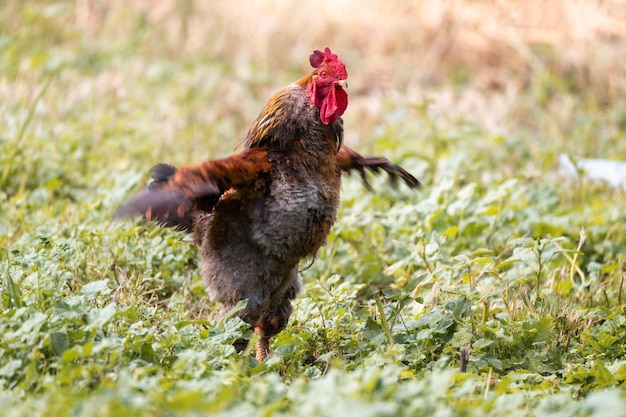 Grosse bite rouge marchant sur un champ agricole