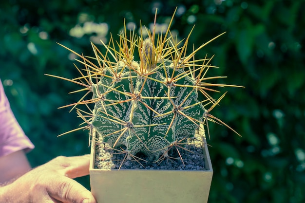 Une grosse boule rare en forme de cactus, avec de longues aiguilles en gros plan sur le vert