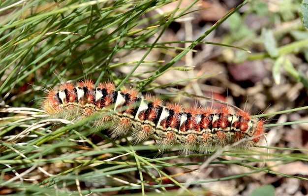 Grosse chenille dans l'herbe