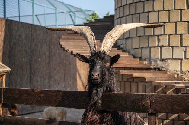 grosse chèvre avec de grandes cornes dans un enclos en bois