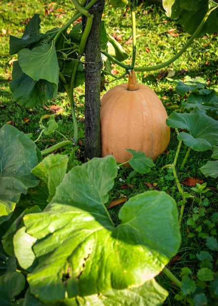 Une grosse citrouille dans le jardin