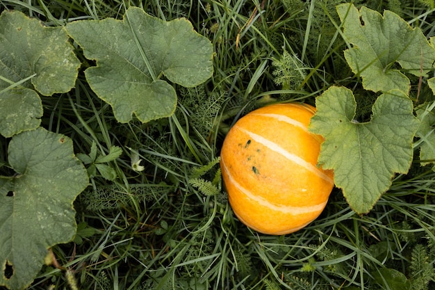 Grosse citrouille orange avec des feuilles d'automne au coucher du soleil