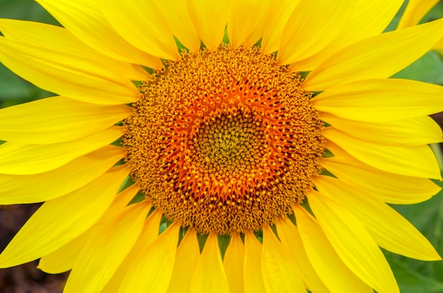 Grosse fleur jaune soufflé d'un gros plan de tournesol