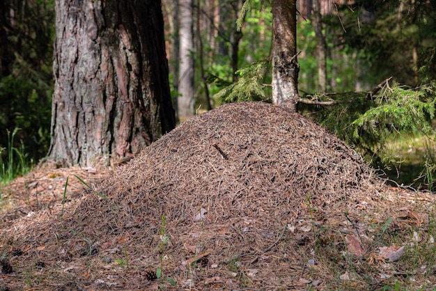 Grosse fourmilière dans la forêt européenne à la lumière du matin.