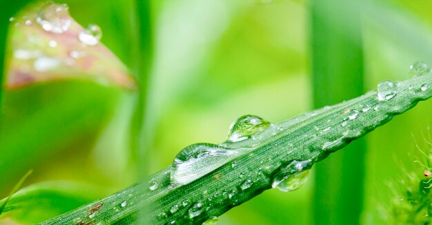 Grosse goutte de rosée sur l'herbe, gros plan, mise au point sélective.