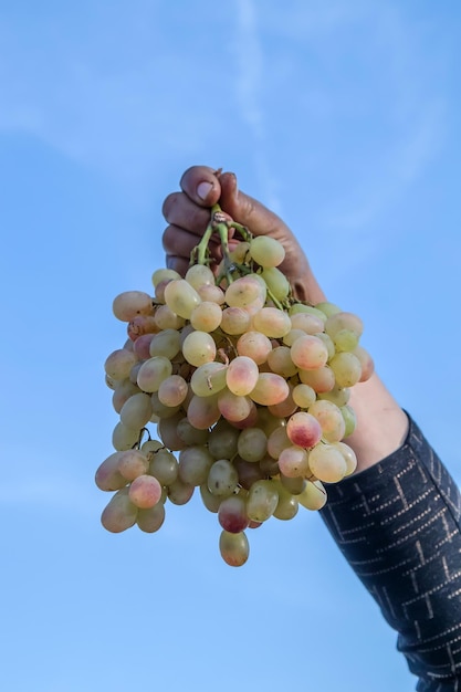 Grosse grappe de raisin à la main contre le ciel