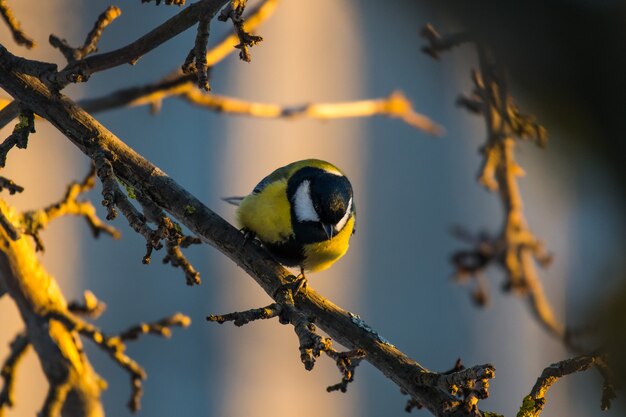 Une grosse mésange est assise sur une branche en hiver