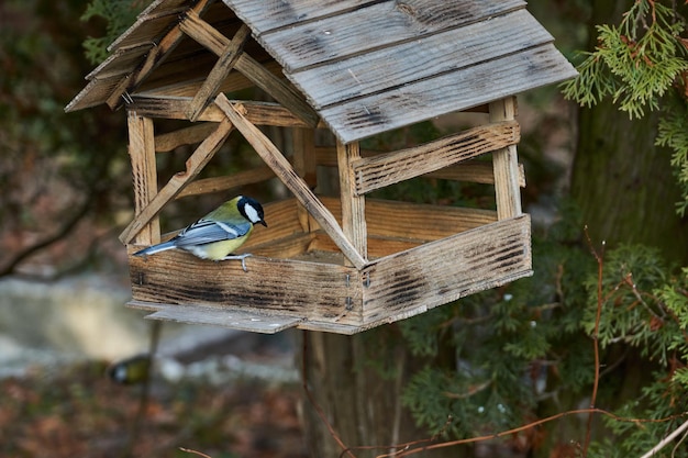 La grosse mésange (lat. Parus major) s'est envolée vers la mangeoire pour les oiseaux pour les graines. Fin de l'automne. novembre 2021.