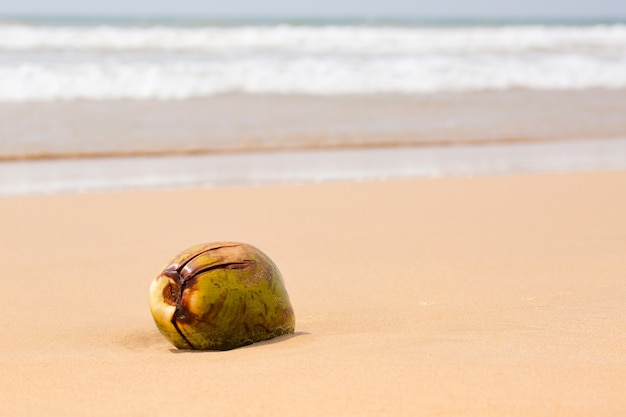 Grosse noix de coco au bord de l'océan