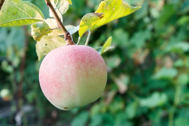 Grosse pomme moelleuse sur une branche d'arbre dans un verger.