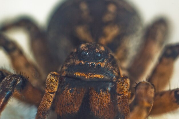 Une grosse tarentule araignée rebondissant laid est assis sur le sol sur blanc