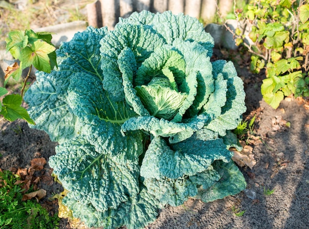 Grosse tête verte de chou avec des trous sur de larges feuilles qui poussent sur le sol dans un potager sous la lumière du soleil brûlante libre