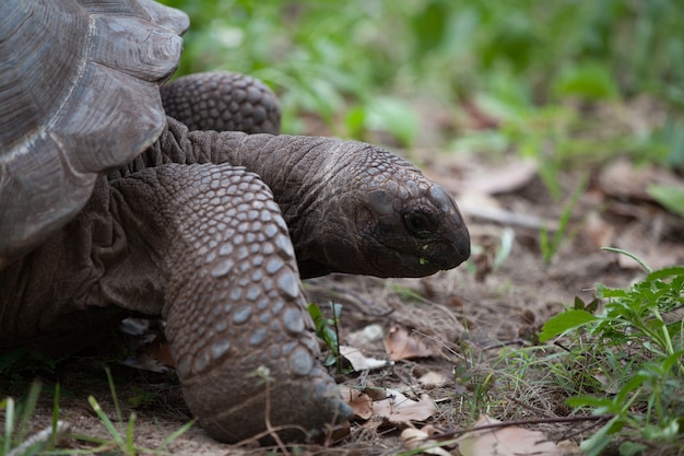 Une grosse tortue entre le gras