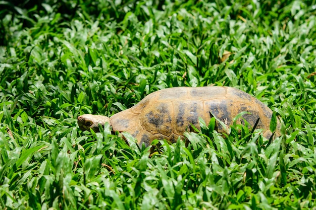 une grosse tortue marchant dans l'herbe.