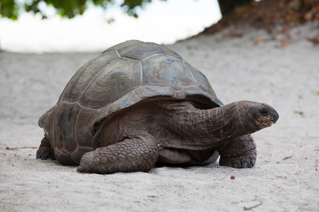 Une grosse tortue sur la plage aux Seychelles