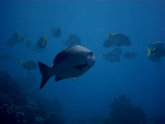 Grosser fisch schwarm im roten meer