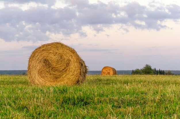 De grosses balles rondes de foin reposent sur une prairie biseautée après la pluie