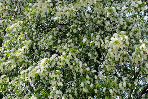 Grosses branches de cerisier à oiseaux sur le gros buisson