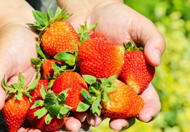 Grosses fraises fraîches juteuses rouges mûres dans les mains Concept de jardinage