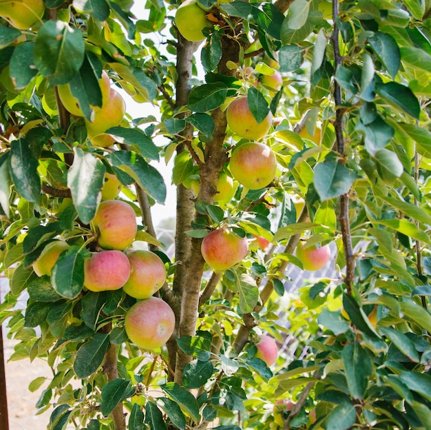 Grosses pommes sur les arbres dans le verger Récolte saisonnière d'automne pommes mûres rouges sur une branche dans le jardin Agriculture biologique jardinage