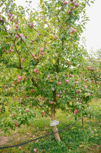 Grosses pommes sur les arbres dans le verger Récolte saisonnière d'automne pommes mûres rouges sur une branche dans le jardin Agriculture biologique jardinage