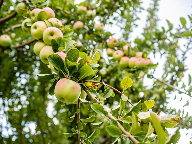 De grosses pommes roses et vertes pendent des branches d'un pommier