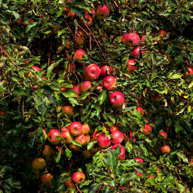 Grosses pommes rouges mûres sur une branche d'arbre