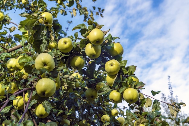 Les grosses pommes vertes sont densément parsemées sur les branches du pommier