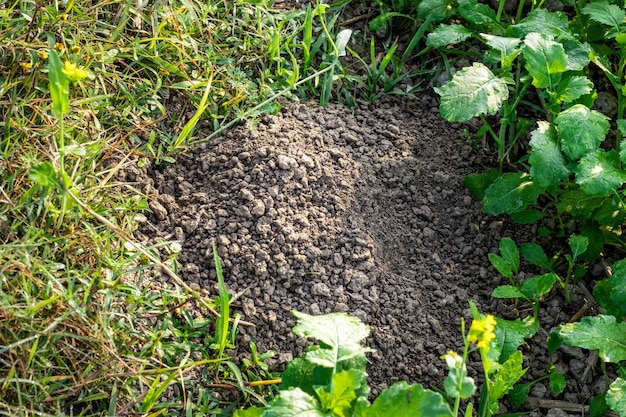 Grotte aux rats à côté du champ de moutarde gros plan