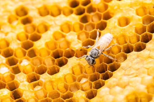 Groupe d'abeilles sur une photo en studio de nid d'abeille Concept de nourriture ou de nature