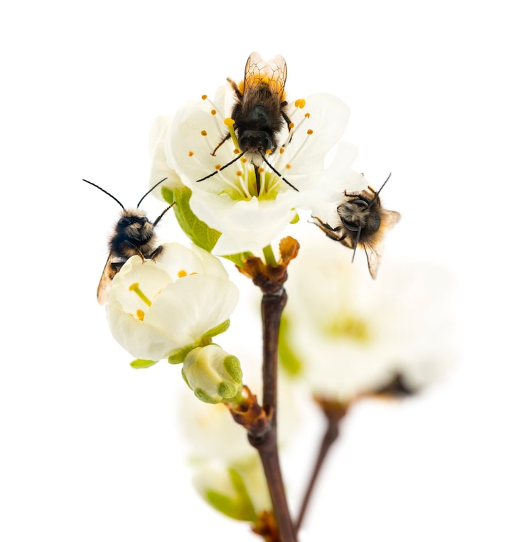 Photo groupe d'abeilles pollinisant une fleur - apis mellifera, isolé sur blanc