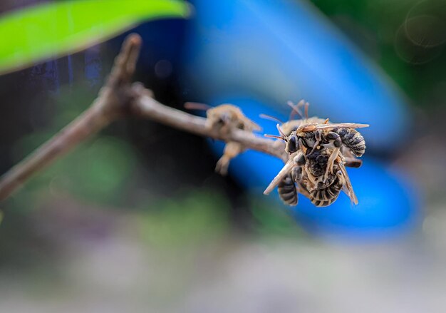 Un groupe d'abeilles sudoripares Lipotriches reposant sur une branche d'arbre