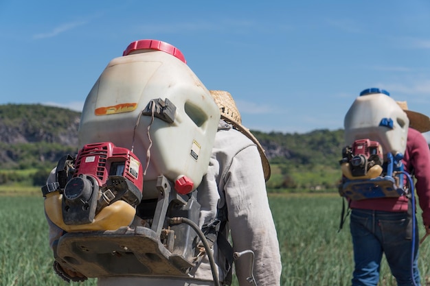 Groupe d'agriculteurs pulvérisant des engrais dans un champ d'oignons