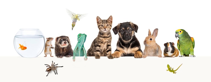 Photo groupe d'animaux de compagnie appuyés ensemble sur une bannière web vide pour placer du texte chats chiens lapin furet rongeur poisson reptile oiseau