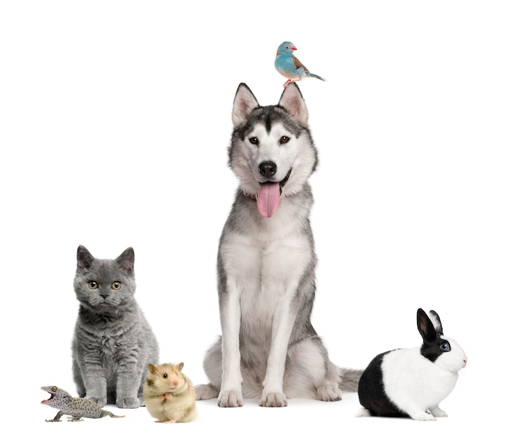 Photo groupe d'animaux de compagnie devant une surface blanche