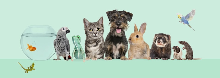 Photo groupe d'animaux de compagnie ensemble sur une toile vide pour placer du texte chats chiens lapin furet rongeur poisson reptile