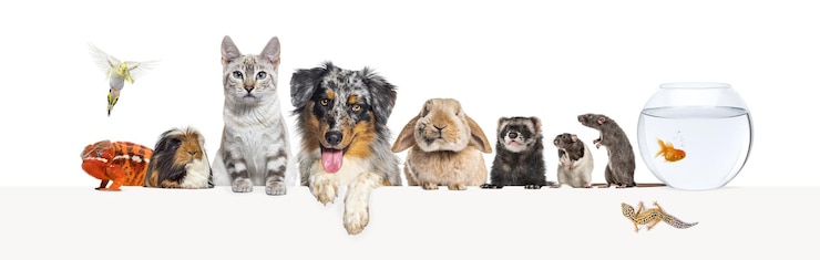 Photo groupe d'animaux de compagnie s'appuyant ensemble sur une bannière web vide pour placer du texte chat chien lapin furet rongeur poisson reptile oiseau rats